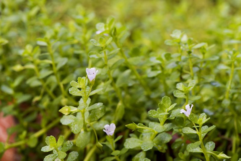 Bacopa Monnieri